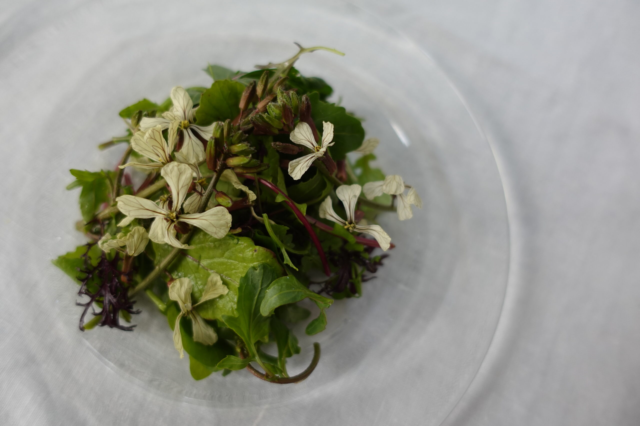 野菜の花を楽しむ